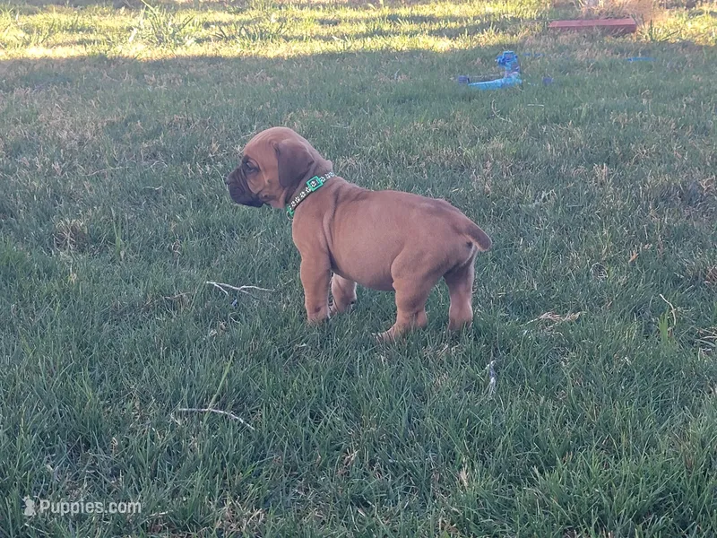 Dark green – Boerboel puppy for sale in Prescott, AZ
