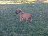 Dark green, a male Boerboel for sale in Prescott, AZ – Photo 1 of 10