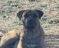 Dark green, a male Boerboel for sale in Prescott, AZ – Photo 8 of 10