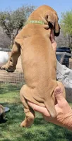 Dark green (sire & dam appraised by NABBR), a male Boerboel for sale in Prescott, AZ – Photo 6 of 10