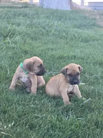 Dark green, a male Boerboel for sale in Prescott, AZ – Photo 6 of 10