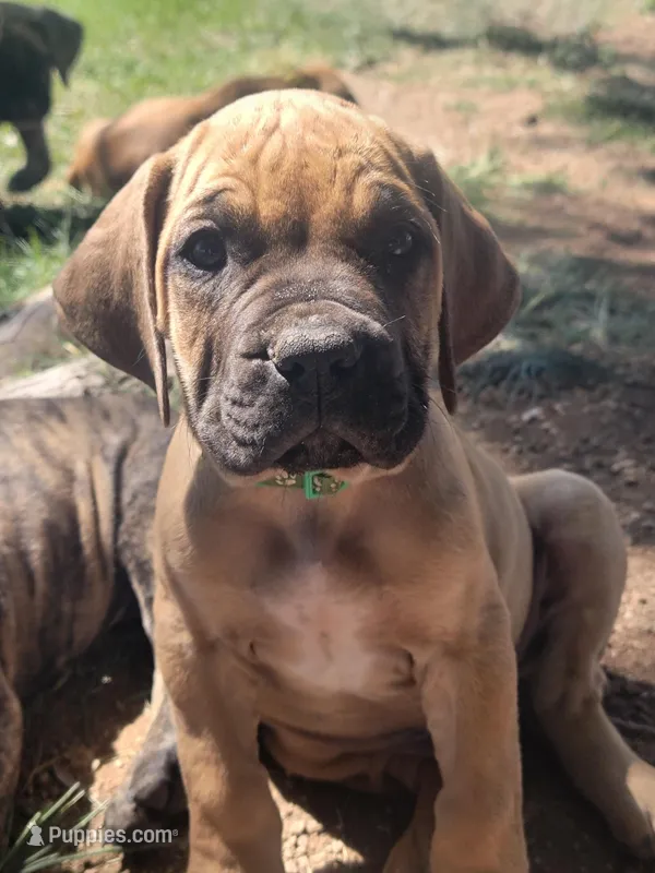 Dark green (sire & dam appraised by NABBR) – Boerboel puppy for sale in Prescott, AZ