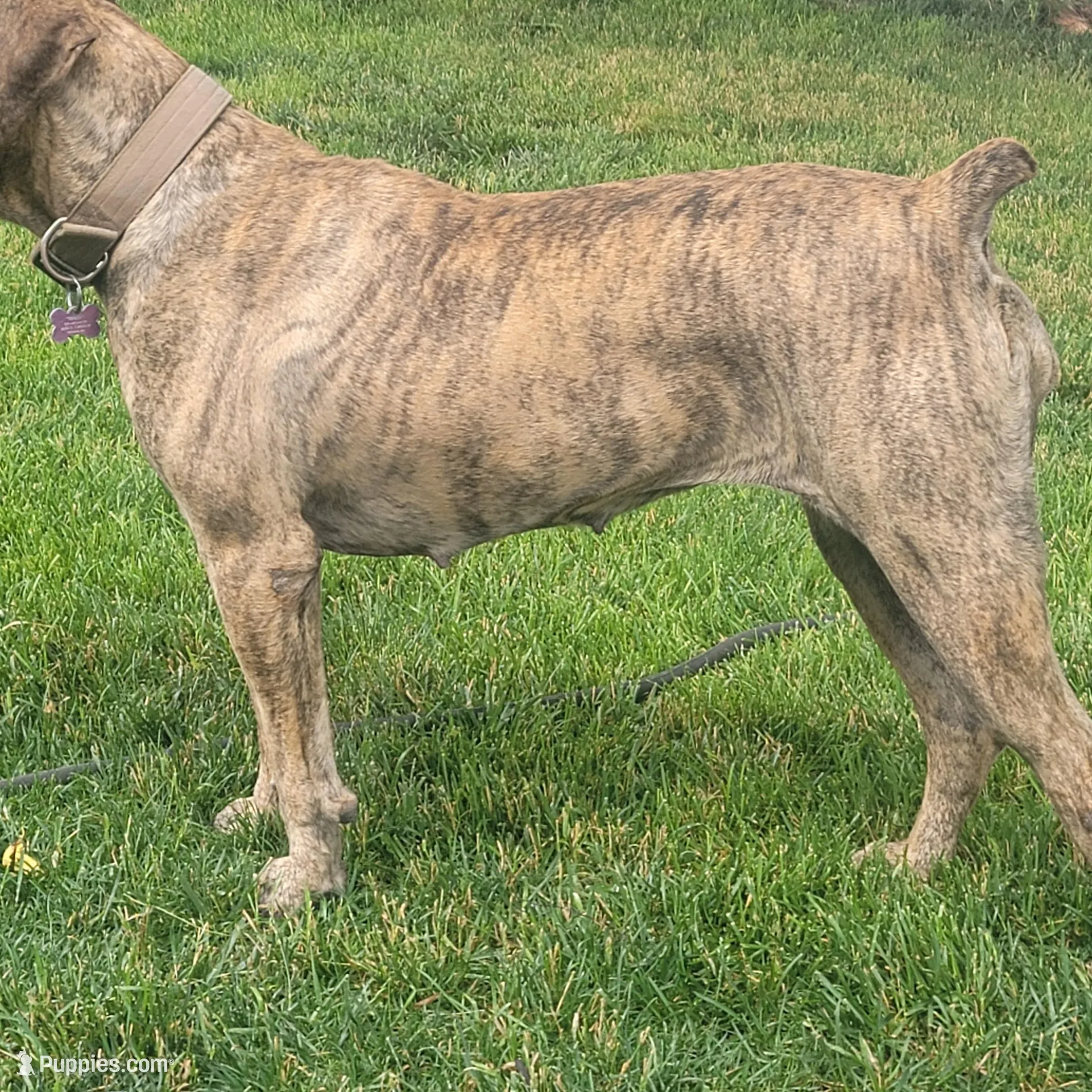 Dark green, a male Boerboel for sale in Prescott, AZ – Photo 10 of 10