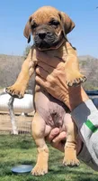 Dark green (sire & dam appraised by NABBR), a male Boerboel for sale in Prescott, AZ – Photo 4 of 10