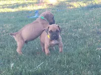 Dark green, a male Boerboel for sale in Prescott, AZ – Photo 2 of 10