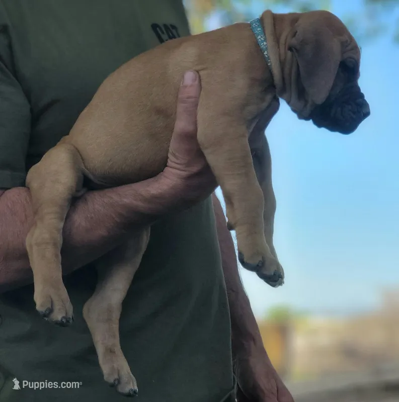 Blue collar  (Sire and Dam appraised by NABBR) – Boerboel puppy for sale in Prescott, AZ