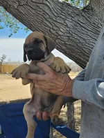 Blue collar  (Sire and Dam appraised by NABBR), a male Boerboel for sale in Prescott, AZ – Photo 8 of 10