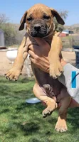 Blue collar  (Sire and Dam appraised by NABBR), a male Boerboel for sale in Prescott, AZ – Photo 2 of 10