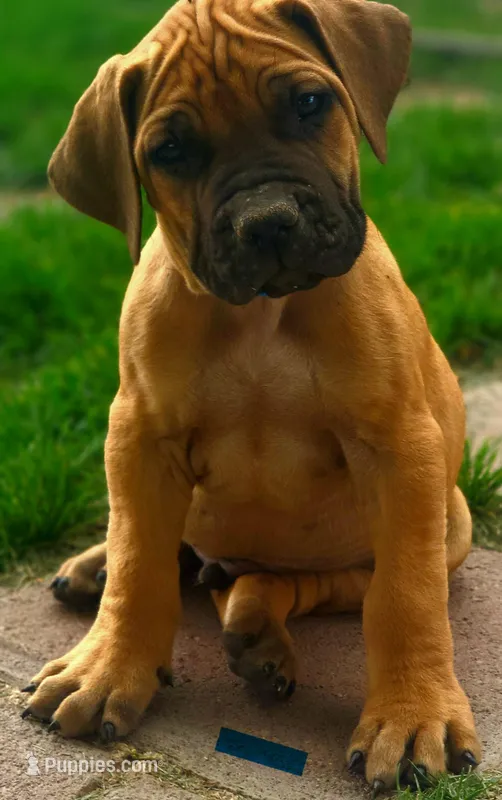 Blue collar  (Sire and Dam appraised by NABBR) – Boerboel puppy for sale in Prescott, AZ