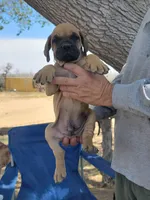 Blue collar  (Sire and Dam appraised by NABBR), a male Boerboel for sale in Prescott, AZ – Photo 6 of 10
