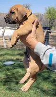 Blue collar  (Sire and Dam appraised by NABBR), a male Boerboel for sale in Prescott, AZ – Photo 5 of 10