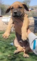 Blue collar  (Sire and Dam appraised by NABBR), a male Boerboel for sale in Prescott, AZ – Photo 3 of 10