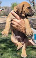 Blue collar  (Sire and Dam appraised by NABBR), a male Boerboel for sale in Prescott, AZ – Photo 4 of 10