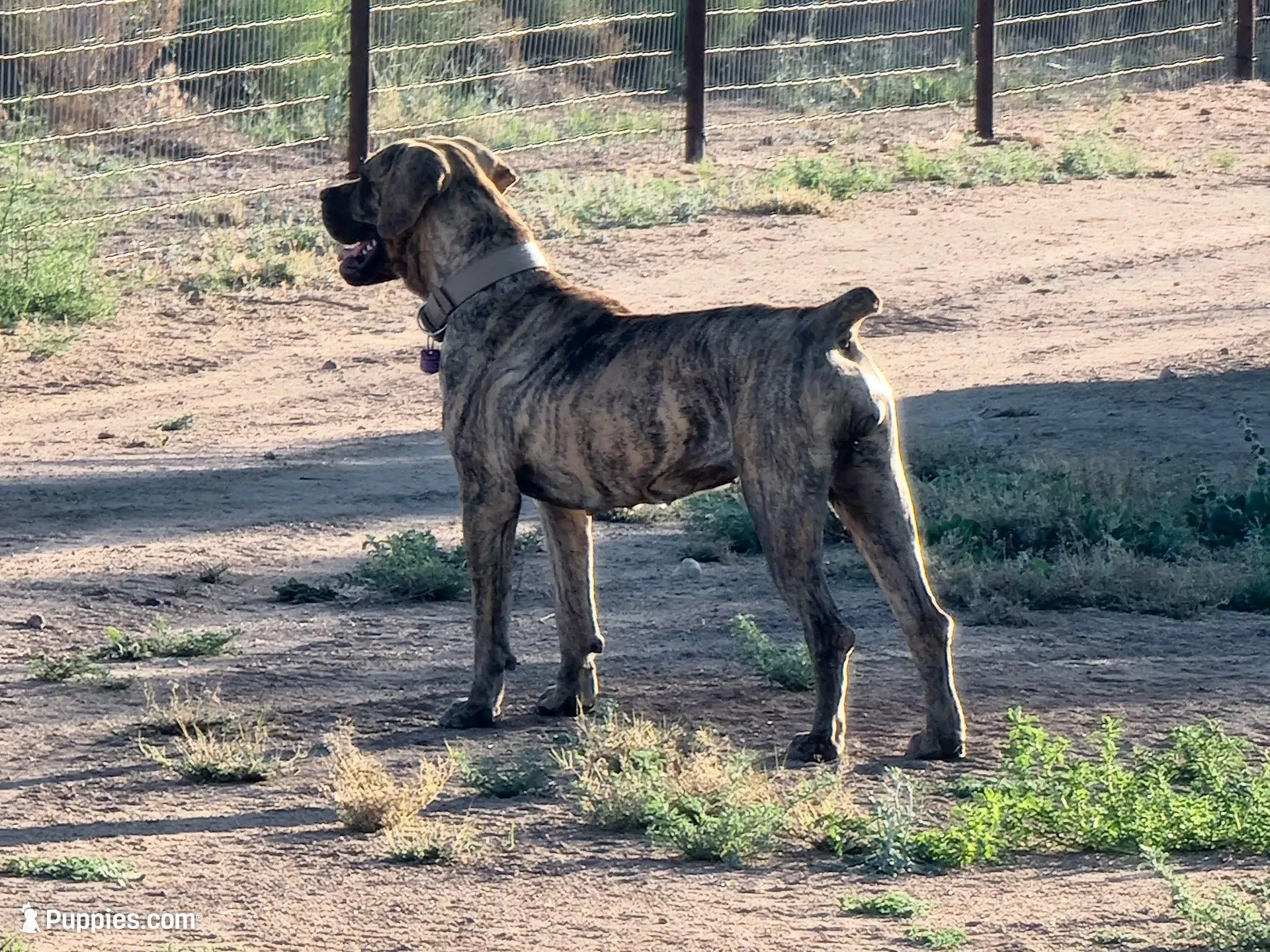 Blue collar  (Sire and Dam appraised by NABBR), a male Boerboel for sale in Prescott, AZ – Photo 10 of 10
