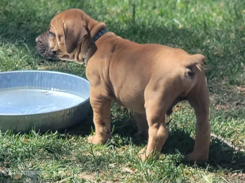 Blue collar  (Sire and Dam appraised by NABBR) – Boerboel puppy for sale in Prescott, AZ