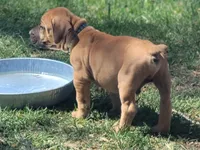 Blue collar  (Sire and Dam appraised by NABBR), a male Boerboel for sale in Prescott, AZ – Photo 1 of 10