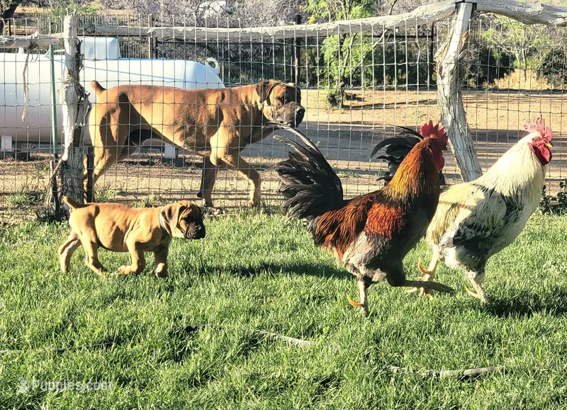 Blue collar  (Sire and Dam appraised by NABBR) – Boerboel puppy for sale in Prescott, AZ