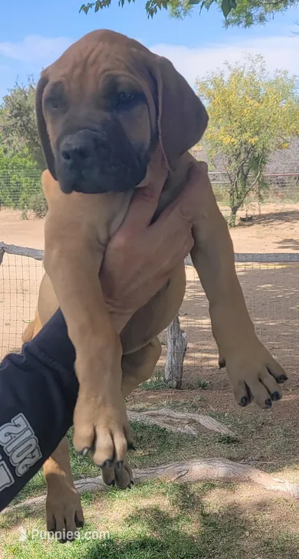 Blue collar  (Sire and Dam appraised by NABBR) – Boerboel puppy on hold in Prescott, AZ