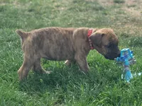 Red collar ( Sire and Damn appraised by NABBR), a female Boerboel for sale in Prescott, AZ – Photo 3 of 10