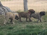 Red collar ( Sire and Damn appraised by NABBR), a female Boerboel for sale in Prescott, AZ – Photo 7 of 10