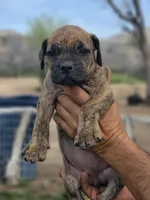 Red collar ( Sire and Damn appraised by NABBR), a female Boerboel for sale in Prescott, AZ – Photo 4 of 10
