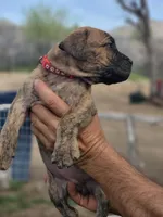 Red collar ( Sire and Damn appraised by NABBR), a female Boerboel for sale in Prescott, AZ – Photo 6 of 10