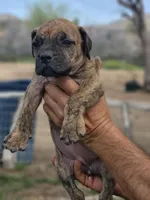 Red collar ( Sire and Damn appraised by NABBR), a female Boerboel for sale in Prescott, AZ – Photo 2 of 10