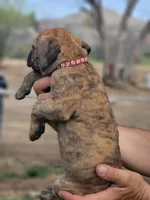 Red collar ( Sire and Damn appraised by NABBR), a female Boerboel for sale in Prescott, AZ – Photo 5 of 10