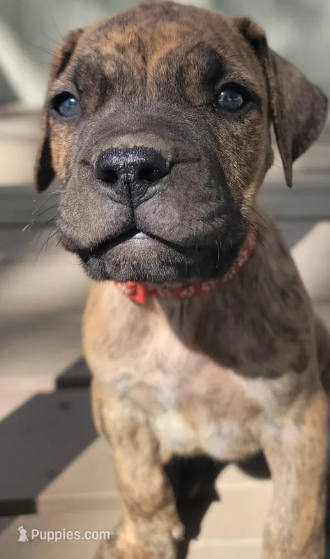 Red collar ( Sire and Damn appraised by NABBR) – Boerboel puppy on hold in Prescott, AZ