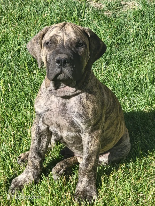 Brindle male... parents appraised and DNA tested  – Boerboel puppy for sale in Prescott, AZ