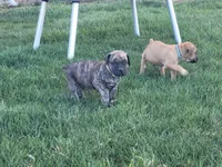 Green, a male Boerboel for sale in Prescott, AZ – Photo 6 of 10