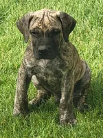 Brindle male... parents appraised and DNA tested , a male Boerboel for sale in Prescott, AZ – 3 of 10