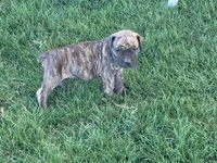 Green, a male Boerboel for sale in Prescott, AZ – Photo 4 of 10