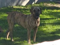 Green, a male Boerboel for sale in Prescott, AZ – Photo 10 of 10