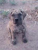 Brindle male... parents appraised and DNA tested , a male Boerboel for sale in Prescott, AZ – 4 of 10