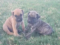 Green, a male Boerboel for sale in Prescott, AZ – Photo 5 of 10