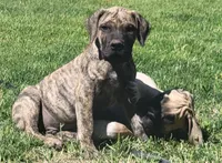Brindle male... parents appraised and DNA tested , a male Boerboel for sale in Prescott, AZ – 2 of 10