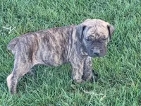 Green, a male Boerboel for sale in Prescott, AZ – Photo 3 of 10