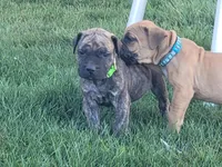 Green, a male Boerboel for sale in Prescott, AZ – Photo 2 of 10