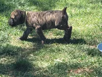 Brindle male... parents appraised and DNA tested , a male Boerboel for sale in Prescott, AZ – 5 of 10