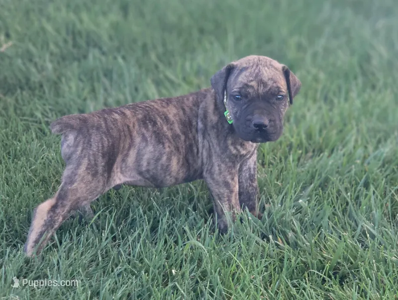 Green – Boerboel puppy for sale in Prescott, AZ