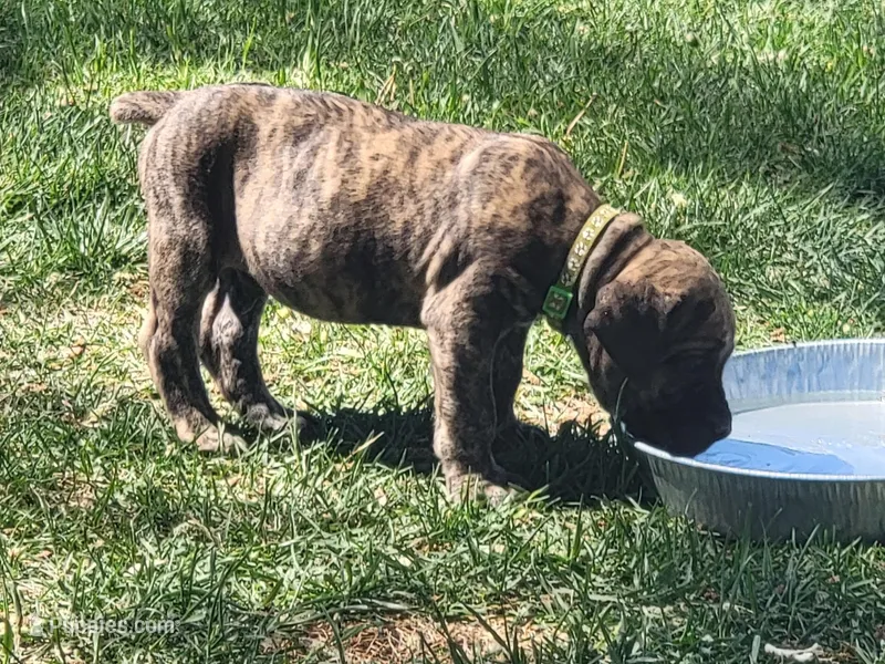 Green – Boerboel puppy on hold in Prescott, AZ