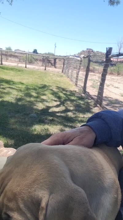 IRISH (parents appraised and DNA tested), a female Boerboel for sale in Prescott, AZ – 8 of 9