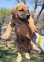 Yellow collar ( Sire and Dam appraised by NABBR), a male Boerboel for sale in Prescott, AZ – Photo 4 of 10