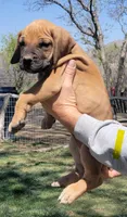 Yellow collar ( Sire and Dam appraised by NABBR), a male Boerboel for sale in Prescott, AZ – Photo 5 of 10