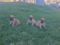 Yellow, a male Boerboel for sale in Prescott, AZ – Photo 6 of 10