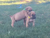 Yellow, a male Boerboel for sale in Prescott, AZ – Photo 7 of 10