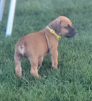 Yellow, a male Boerboel for sale in Prescott, AZ – Photo 3 of 10