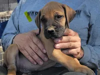 Yellow collar ( Sire and Dam appraised by NABBR), a male Boerboel for sale in Prescott, AZ – Photo 7 of 10