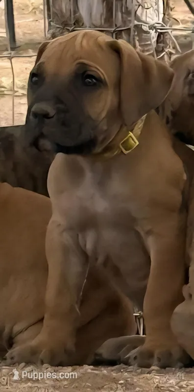 Yellow collar ( Sire and Dam appraised by NABBR) – Boerboel puppy for sale in Prescott, AZ